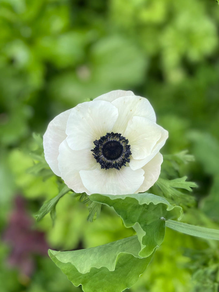 Carmel Black and White Anemone