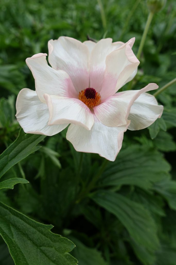 Ranunculus Butterfly Melissa Corms