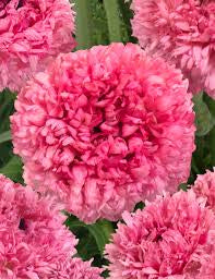 Poodle Ranunculus Ramila