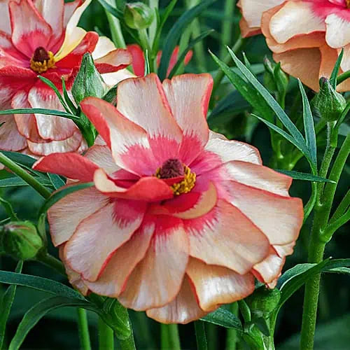 Butterfly Ranunculus Musa Blooms