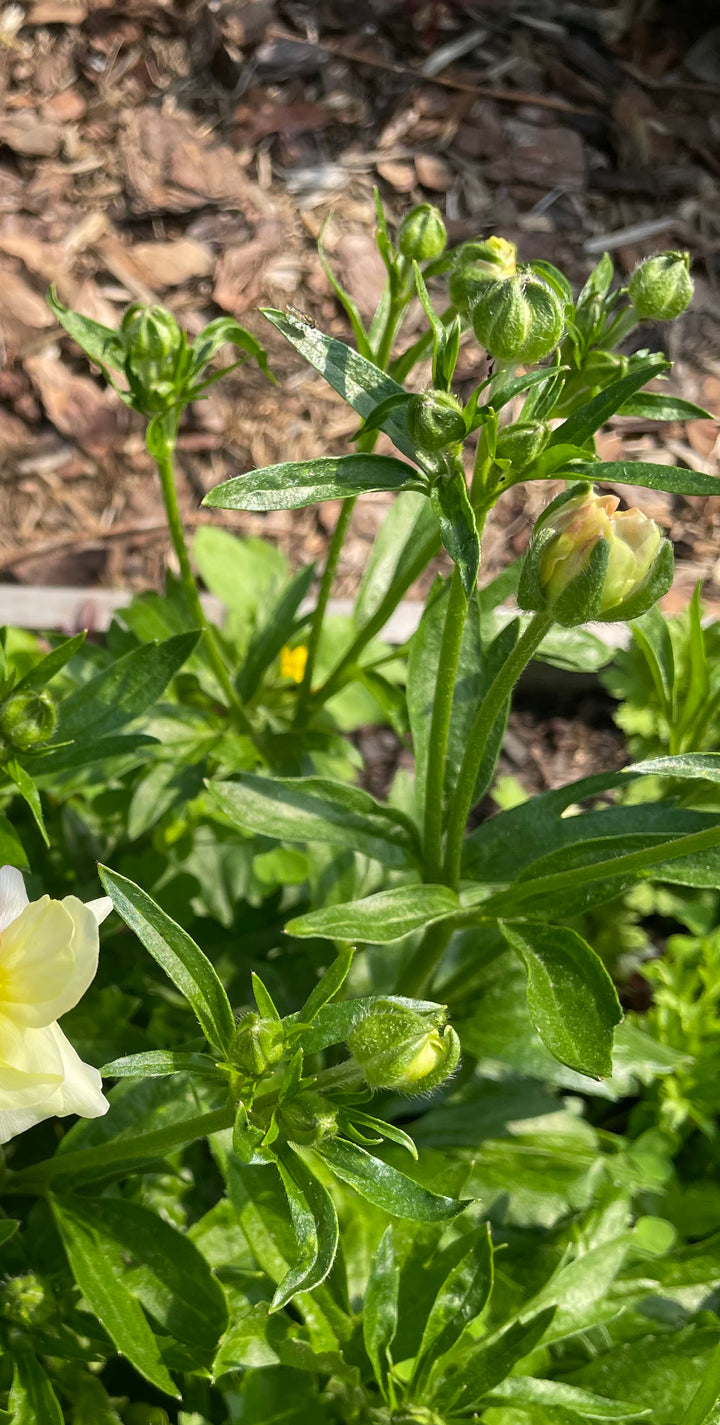 Butterfly Ranunculus 