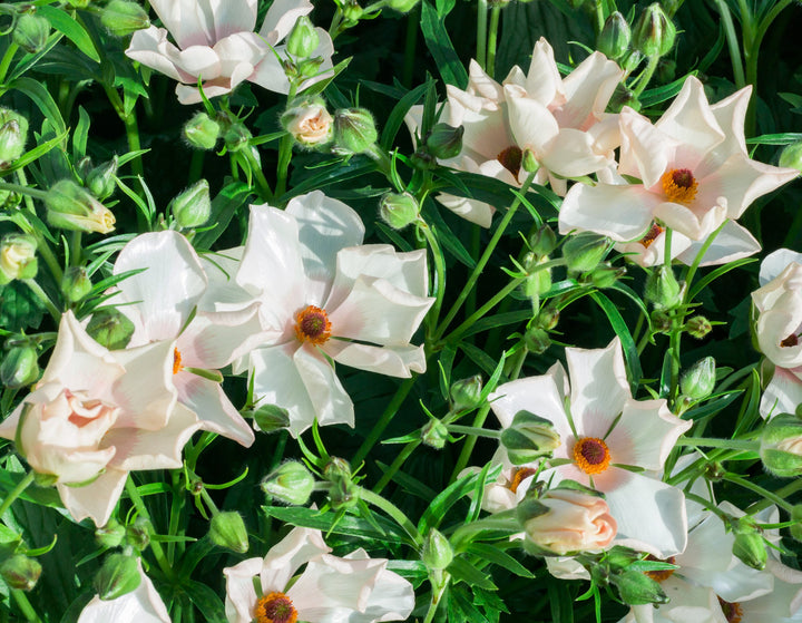 Ranunculus Butterfly Melissa Corms