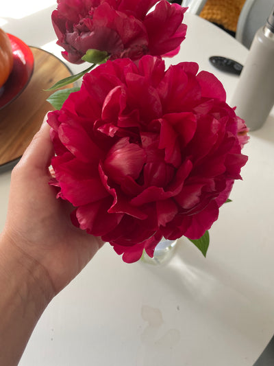 Peony Bare Roots (Pre-Order)