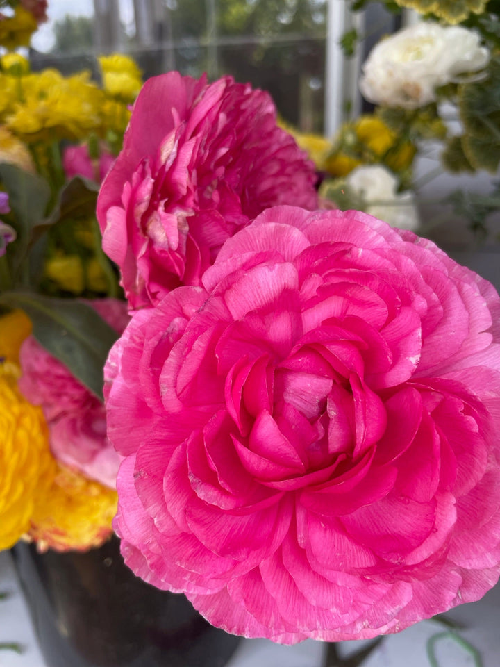 Pink Ranunculus