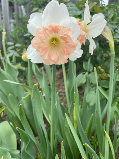 Daffodil Bulbs-The Happy Hour Pink Collection