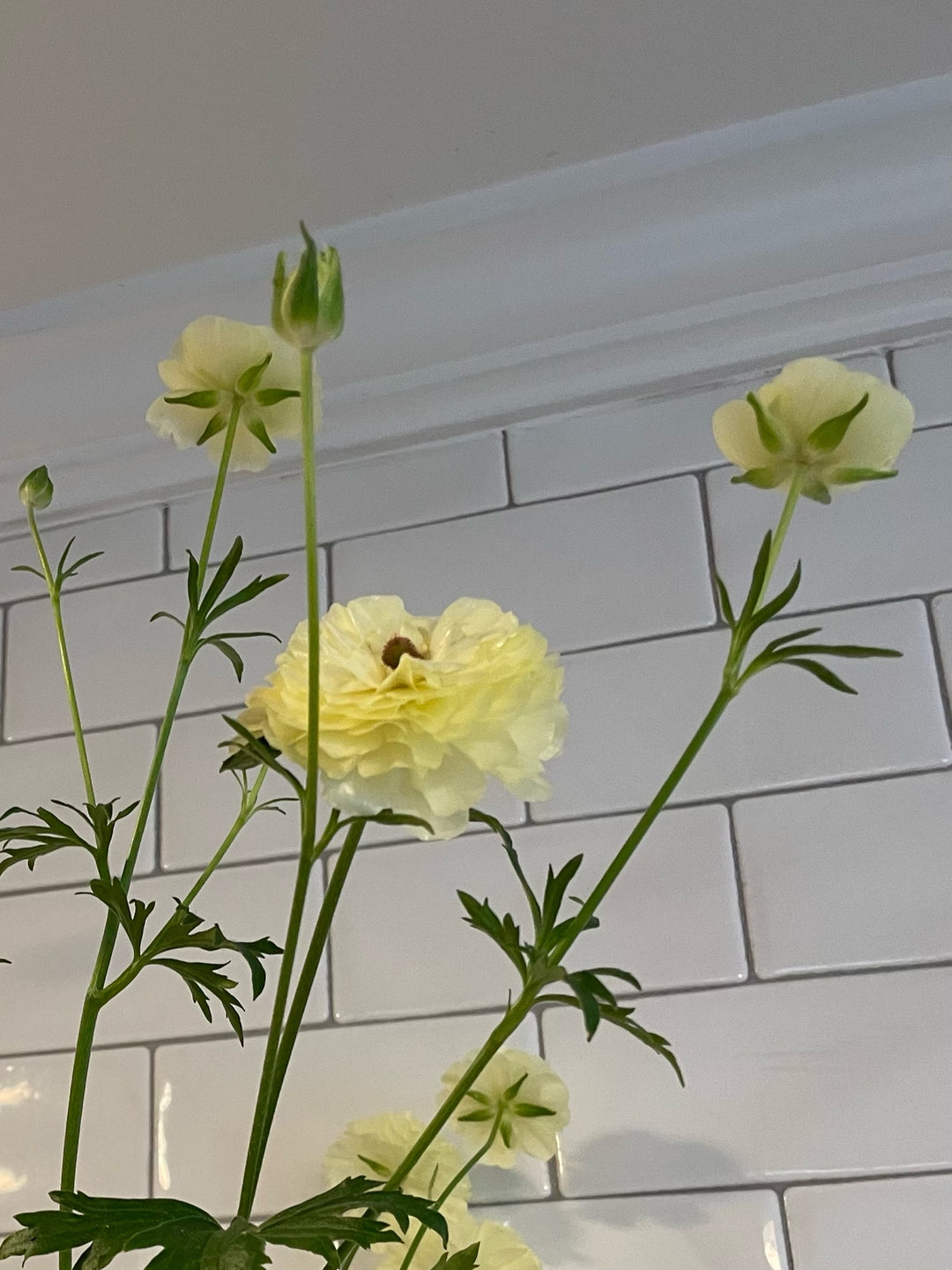 Ranunculus Butterfly Ninos Corms