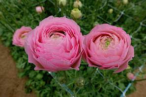 Valliere Pink Romance Ranunculus