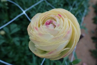 Hydra Romance Ranunculus