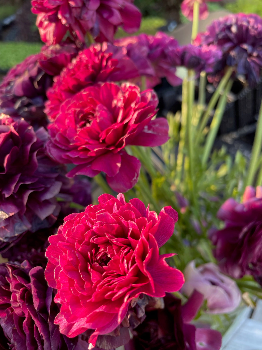 Poodle Ranunculus Ramila