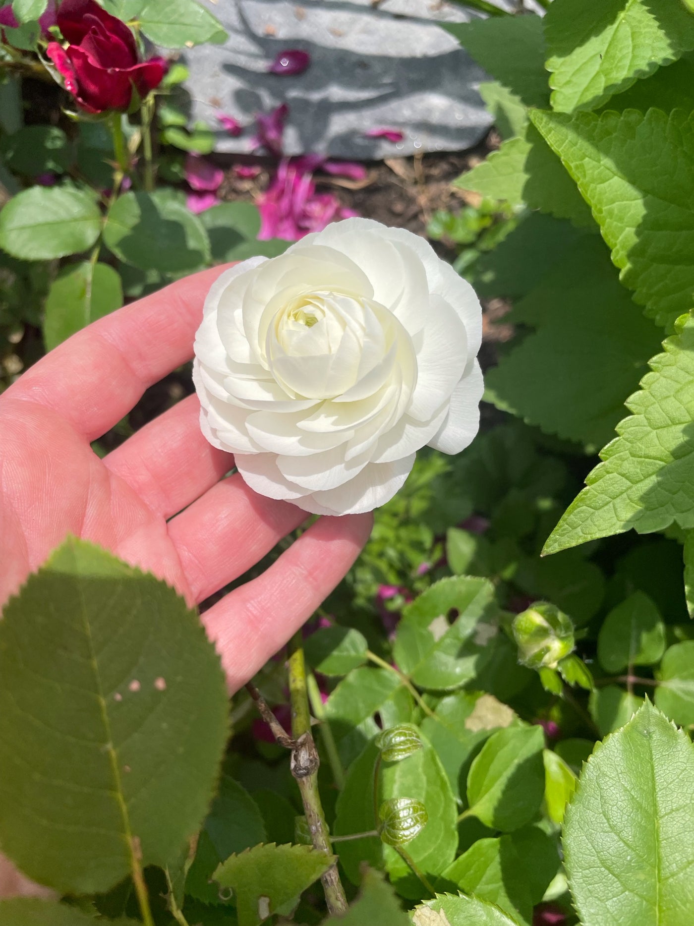 white iceberg half-clone ranunculus