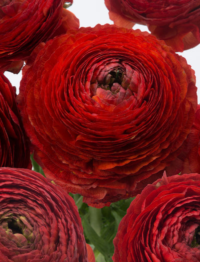 giant red ranunculus