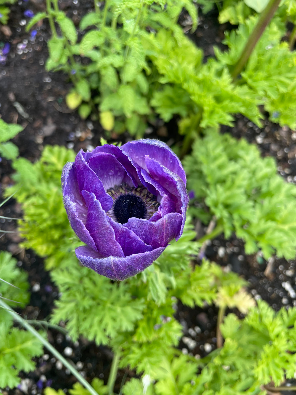 Marianne Lavender Anemone