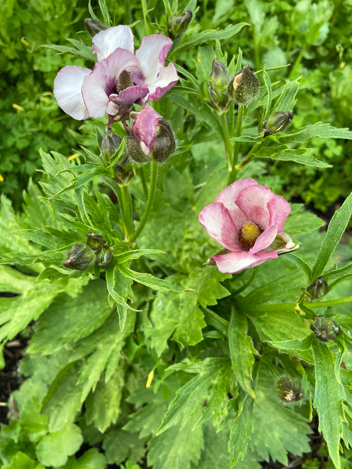 Lycia Butterfly Ranunculus