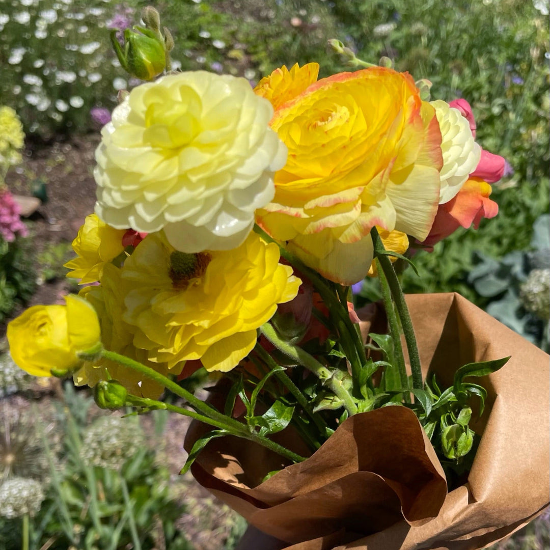 Clone Ranunculus Half-Clone Ranunculus Corms - Pack of 5 – The Happy Hour Flowers