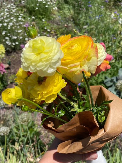 half clone ranunculus pergold 