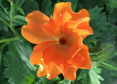 Ranunculus Butterfly Charis Corms