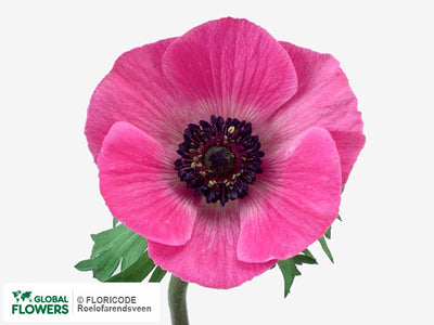 Anemone Marianne Orchid