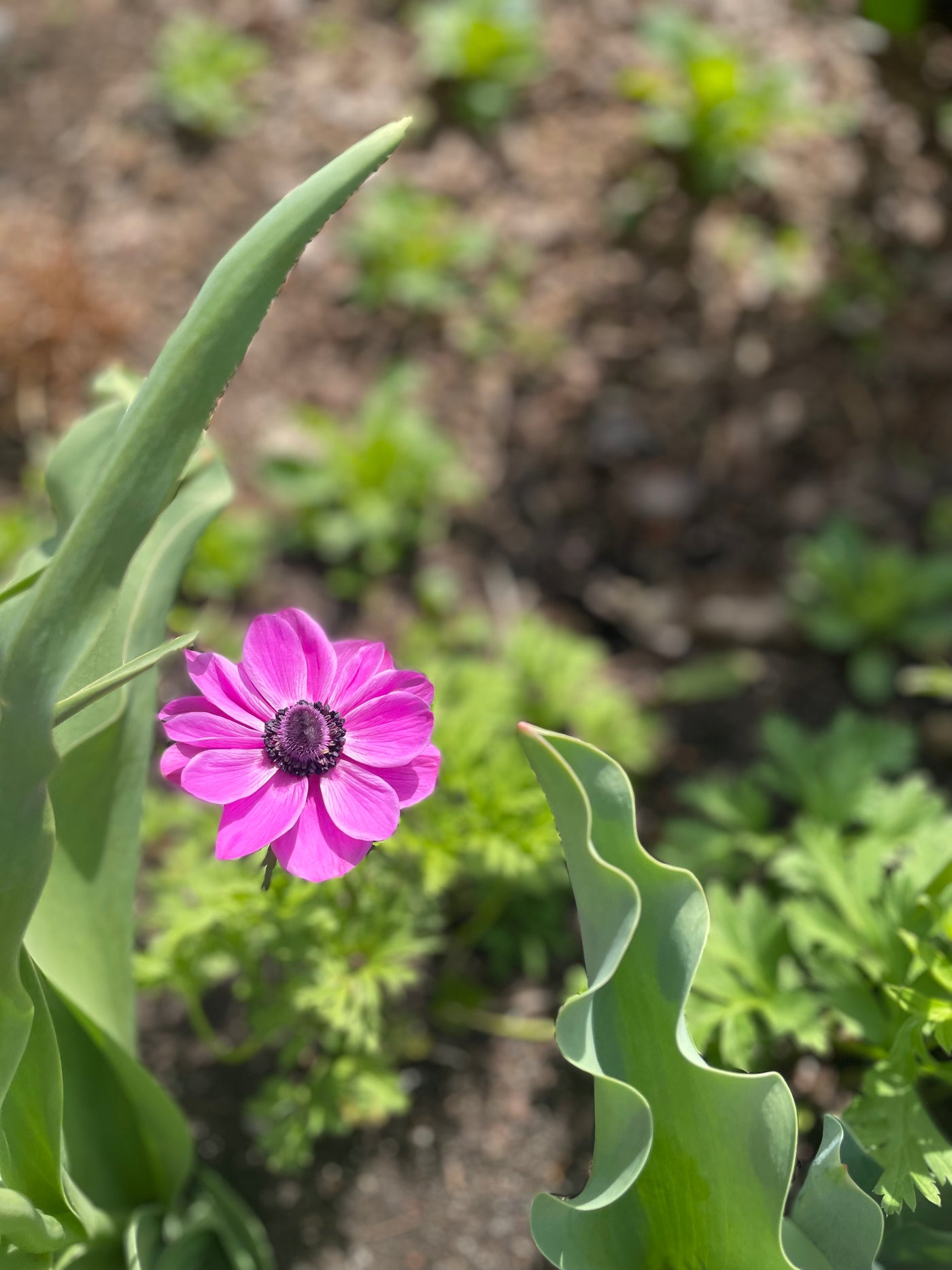 Anemone Marianne Orchid