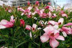 Lycia Butterfly Ranunculus