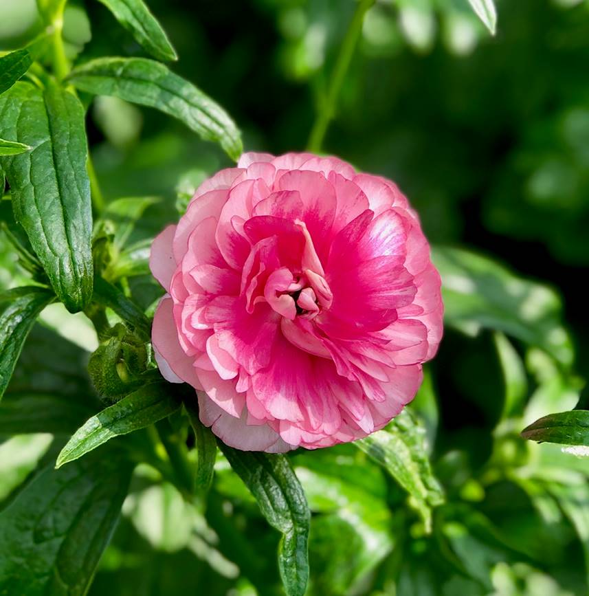 Hera Butterfly Ranunculus Pink