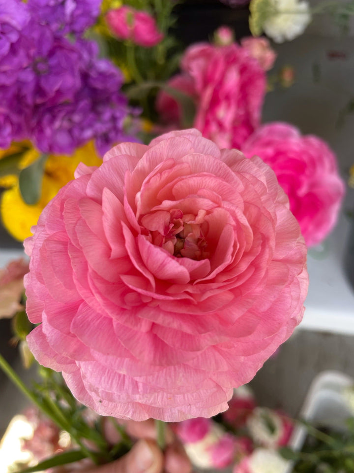 Pink Romance Ranunculus