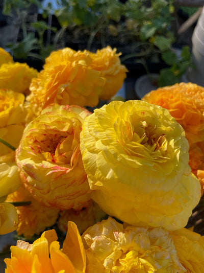 half clone ranunculus pergold