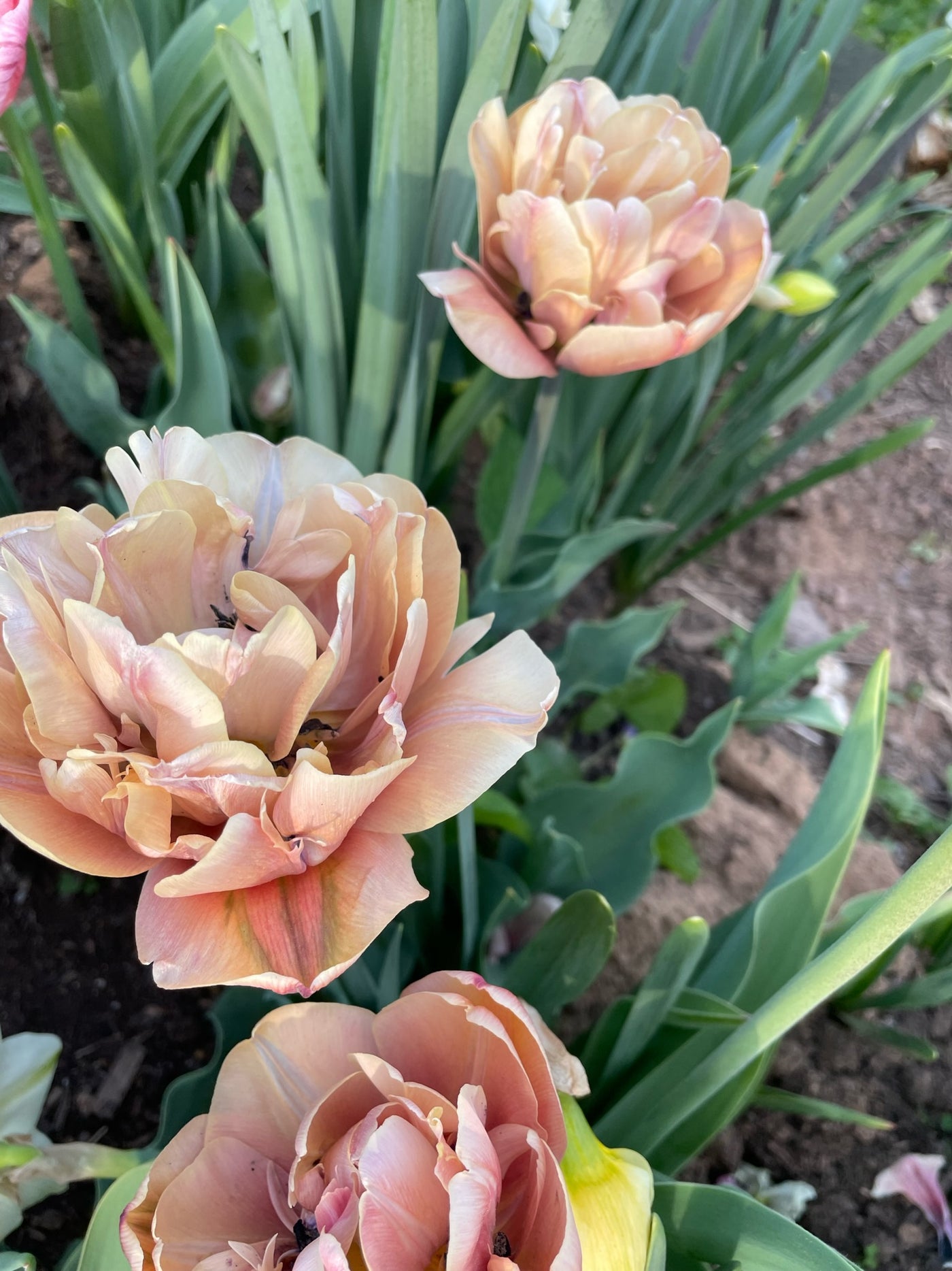 Tulip Bulbs(Pre-Order) La Belle Époque