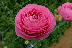 Ranunculus Romance Valliere