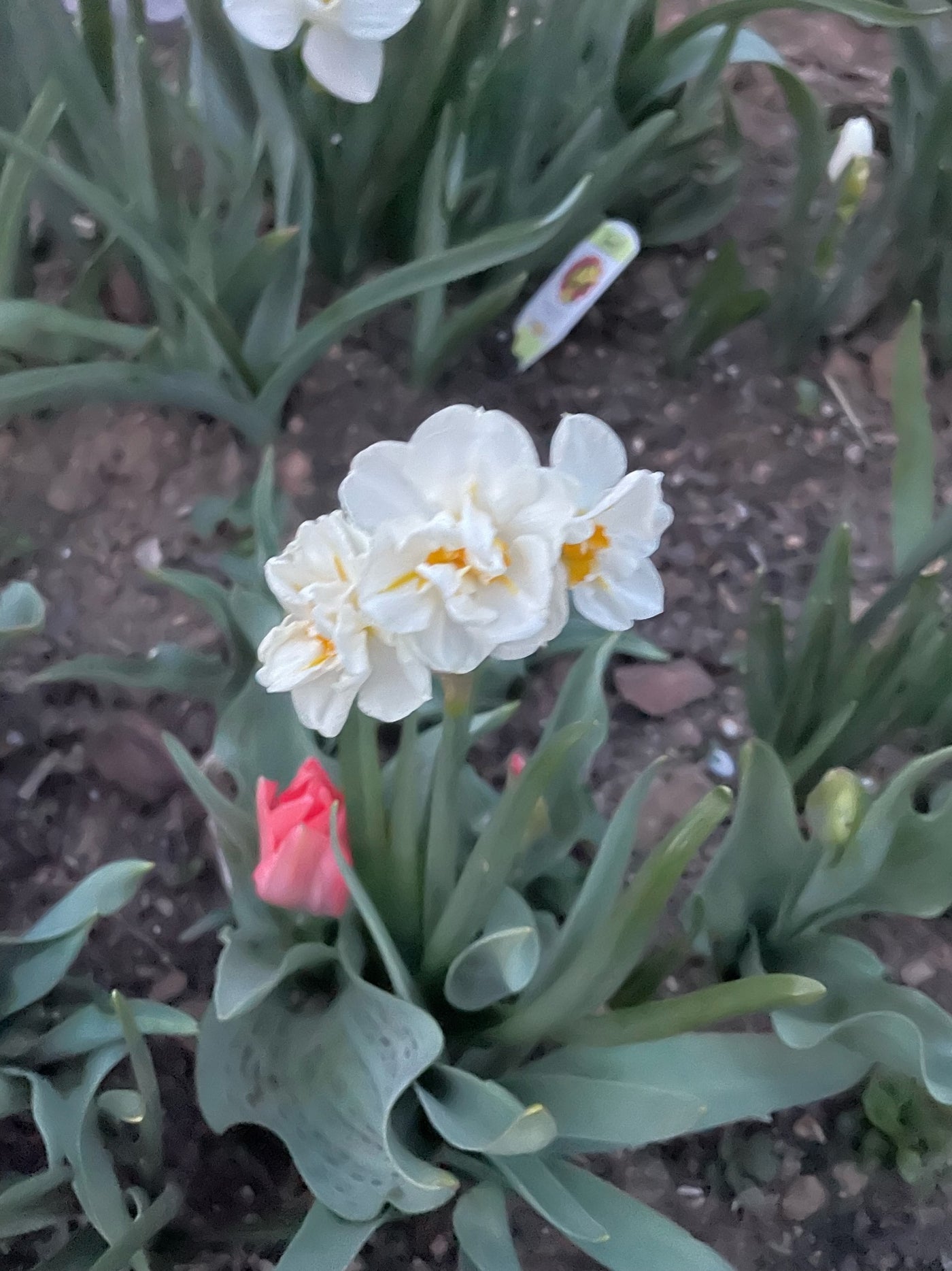 Daffodil Bulbs-The Happy Hour Fragrant Collection