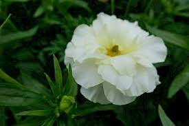 Ranunculus Butterfly Graces Corms
