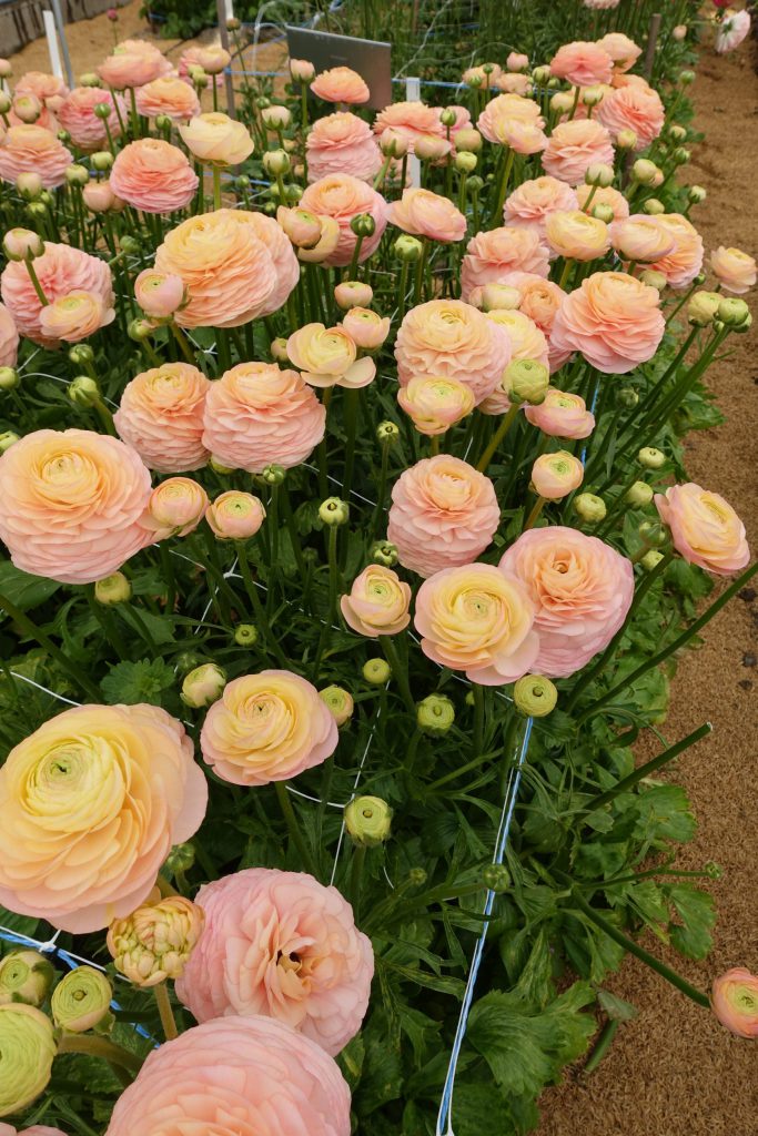 Ranunculus Romance Salerno