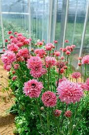 Poodle Ranunculus Ramila