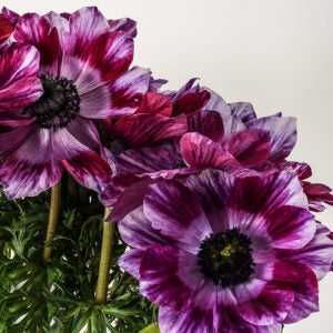 Anemone Vinato Wine Tigré Mistral
