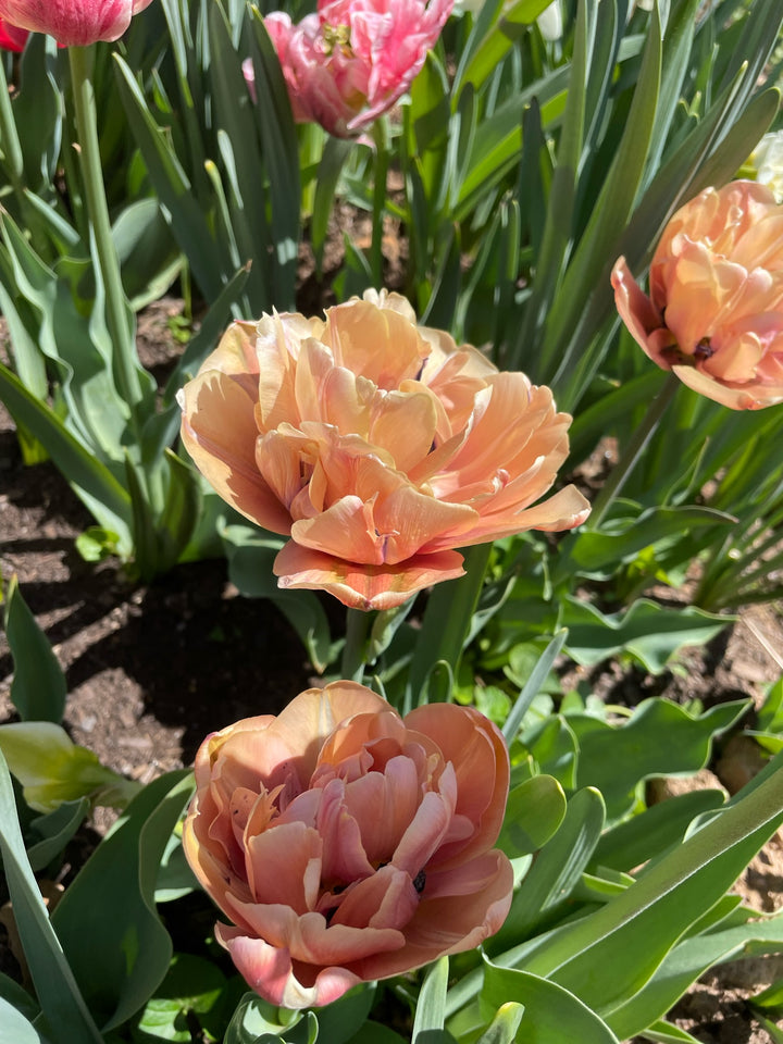 Tulip Bulbs(Pre-Order) La Belle Époque