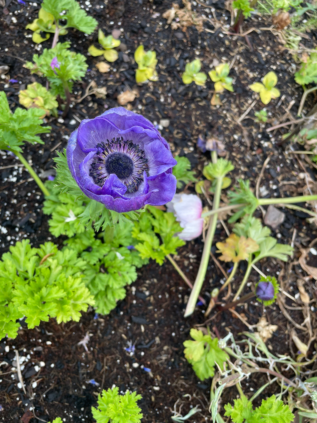 Marianne Lavender Anemone