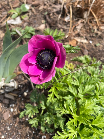 Anemone Marianne Orchid