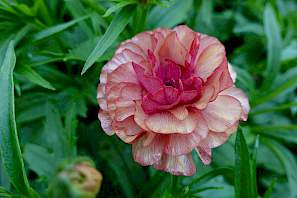 Butterfly Ranunculus Musa Blooms