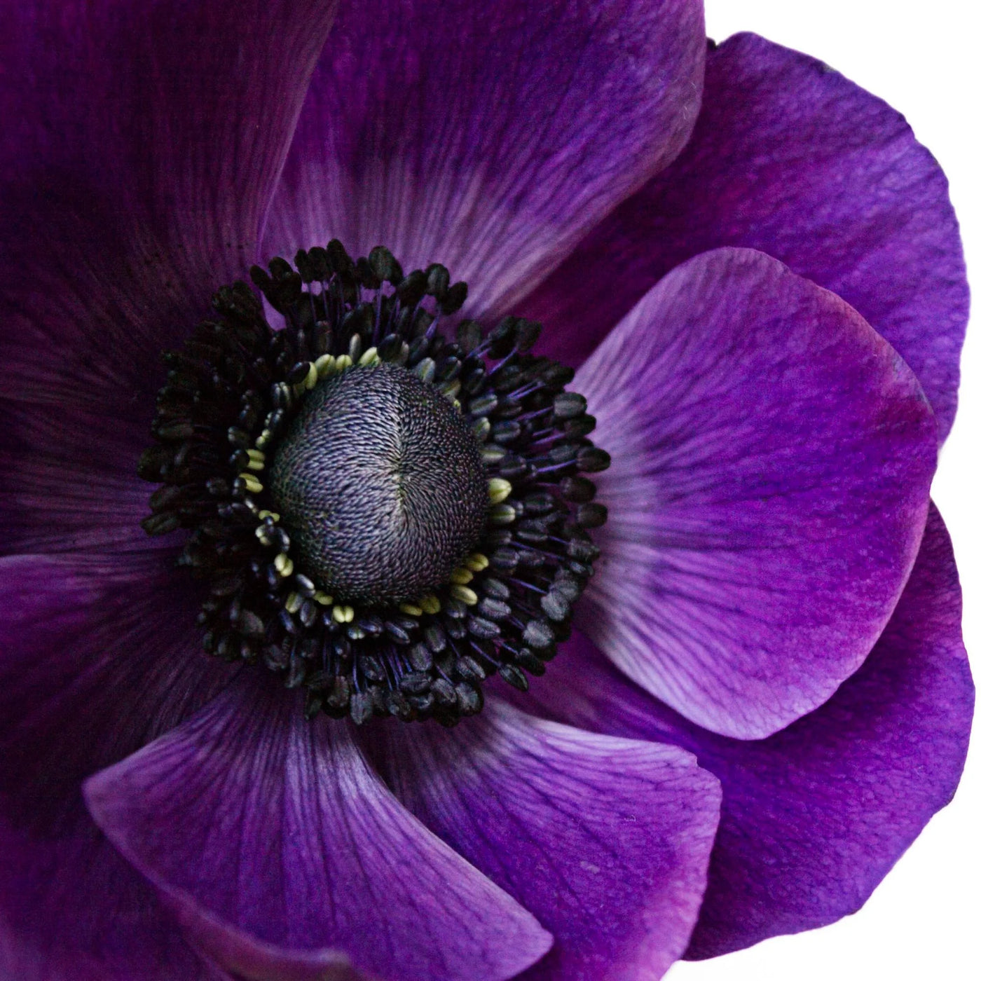 Anemone Grape Mistral Plus
