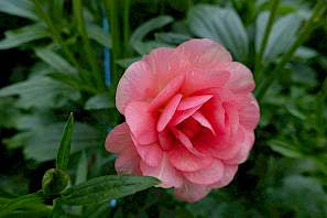 Butterfly Ranunculus Eris