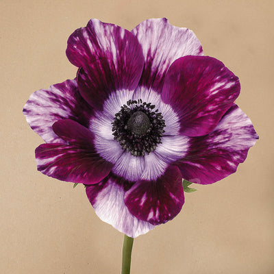 Anemone Vinato Wine Tigré Mistral