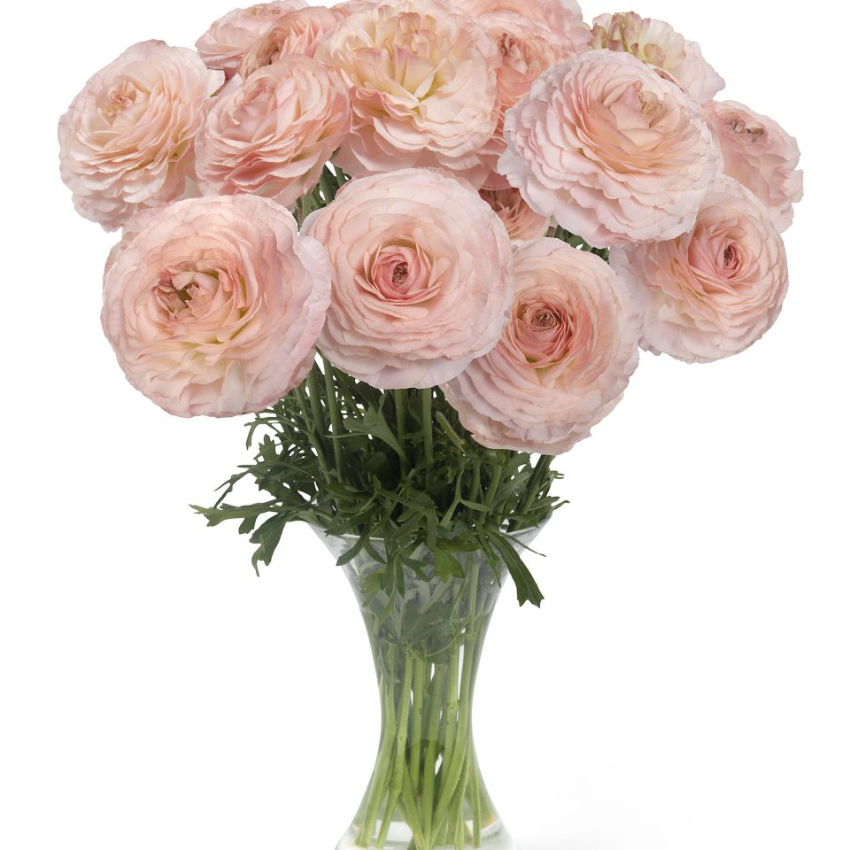 plage romance ranunculus