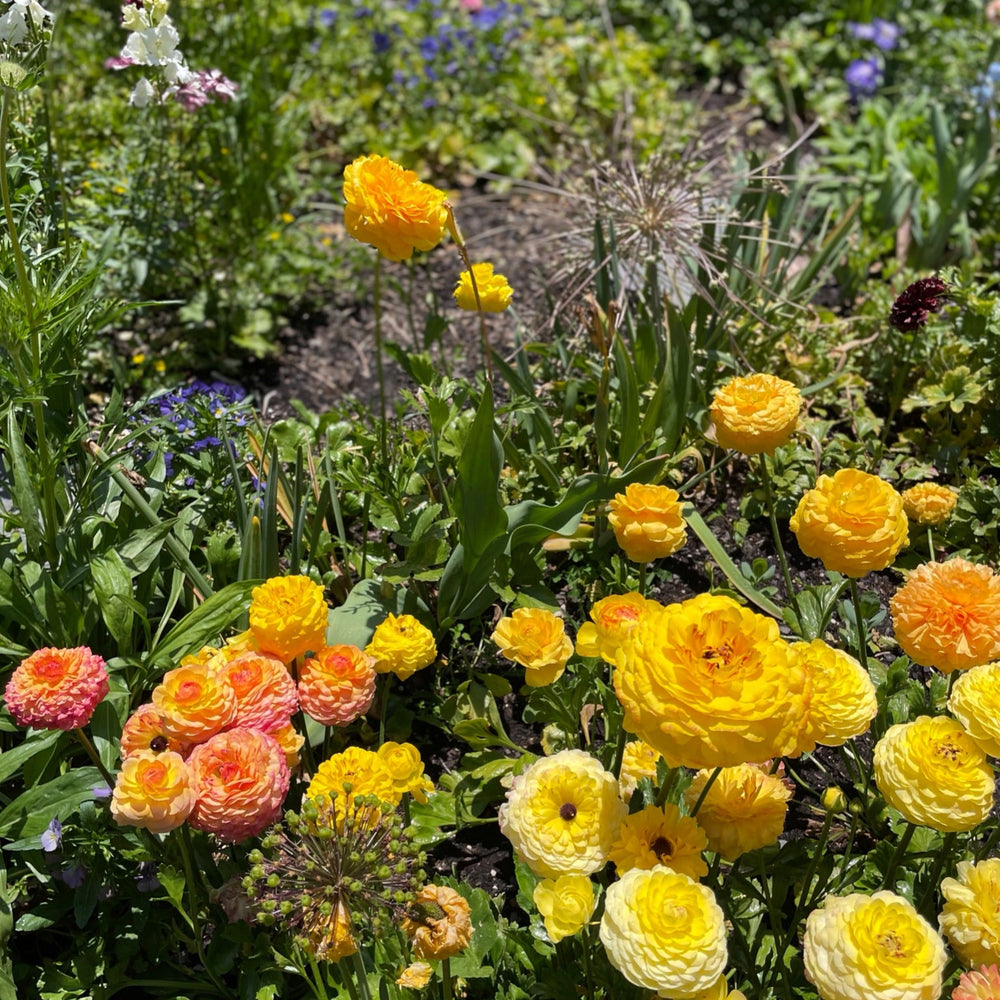 yellow ranunculus half-clone pergold corms for sale 