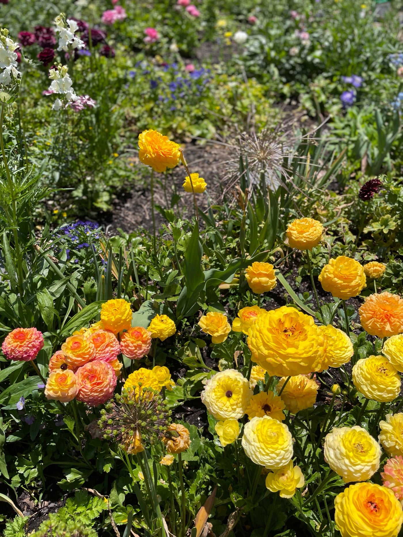 yellow ranunculus half-clone pergold 