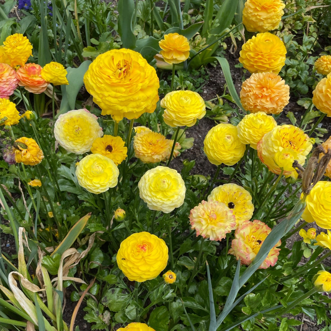 Clone Ranunculus Half-Clone Ranunculus Corms - Pack of 5 – The Happy Hour Flowers