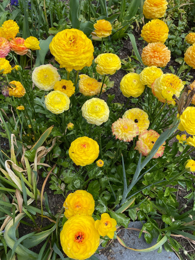half clone ranunculus pergold