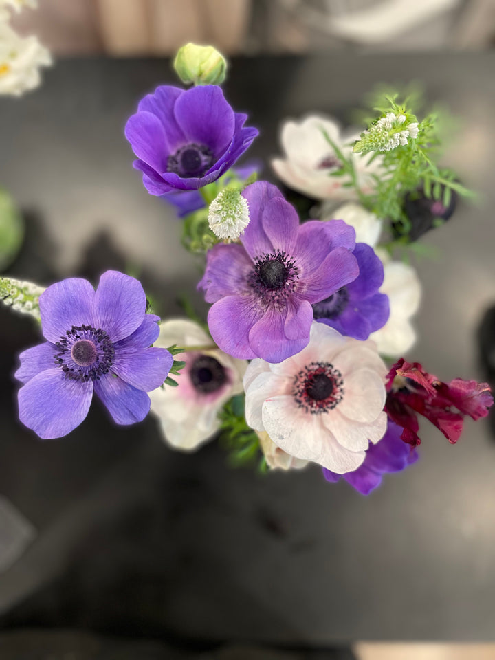 Marianne Lavender Anemone