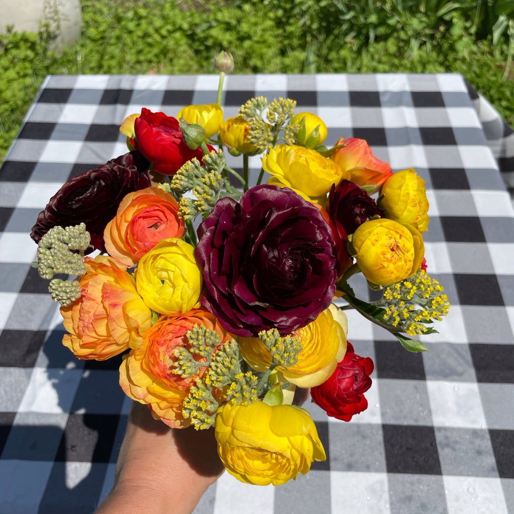Ranunculus Bouquet corms for planting for sale