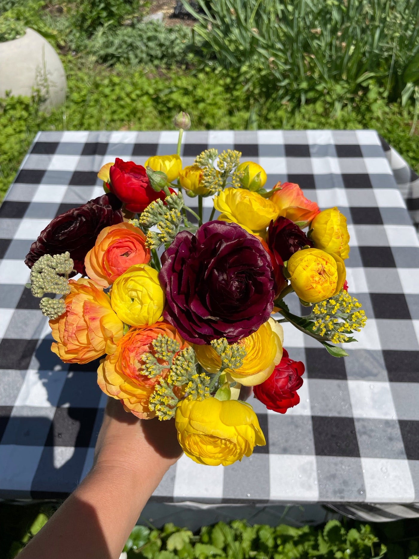 Ranunculus Half-Clone Tango