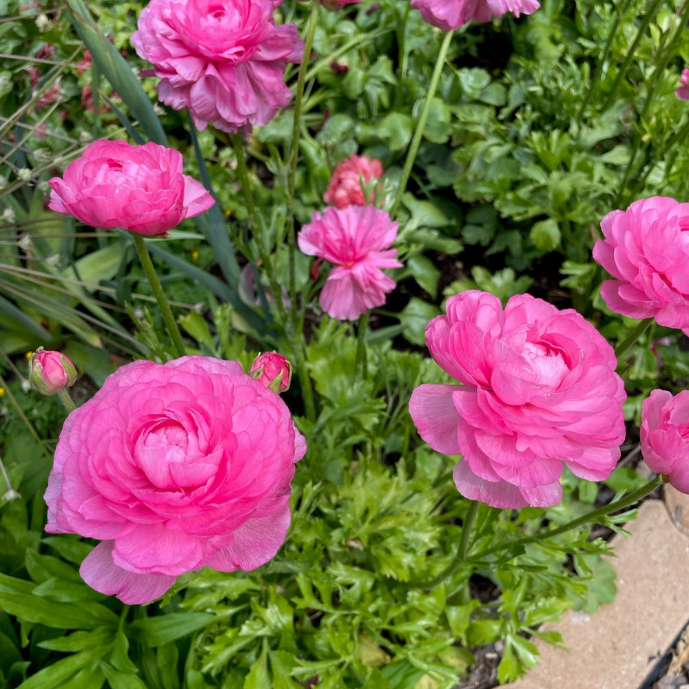 juliette half-clone ranunculus