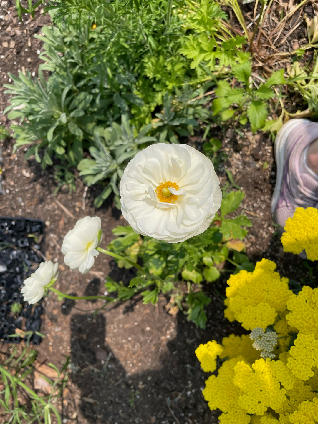 Ranunculus Butterfly Ninos Corms